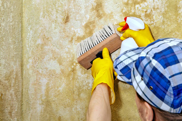 Best Mold Prevention Services  in USA